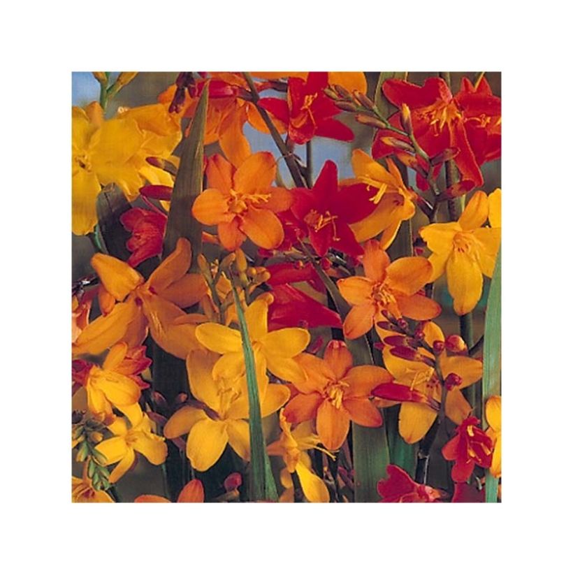 Crocosmia en mélange (grandes fleurs) - Montbretia (Floraison)