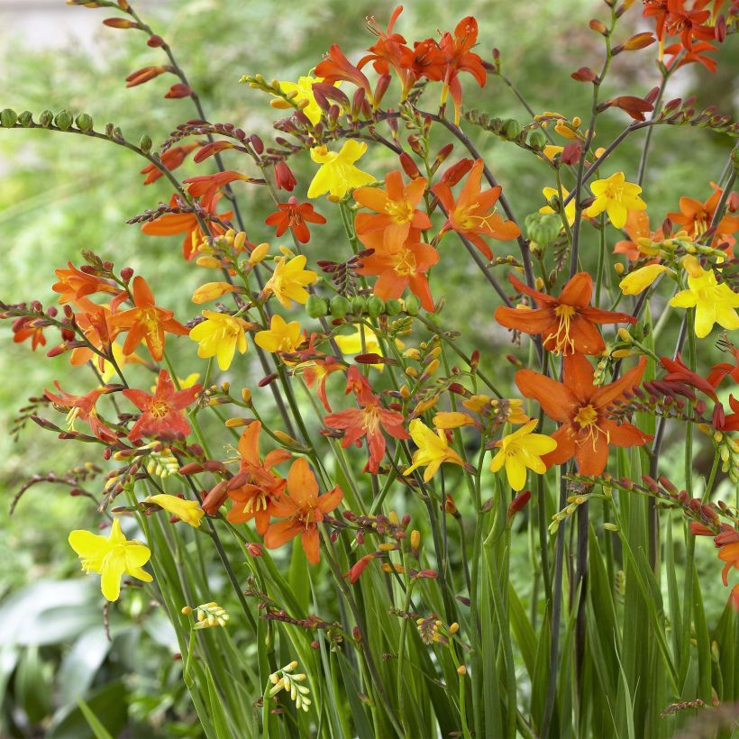 Crocosmia en mélange (petites fleurs) - Montbretia (Floraison)