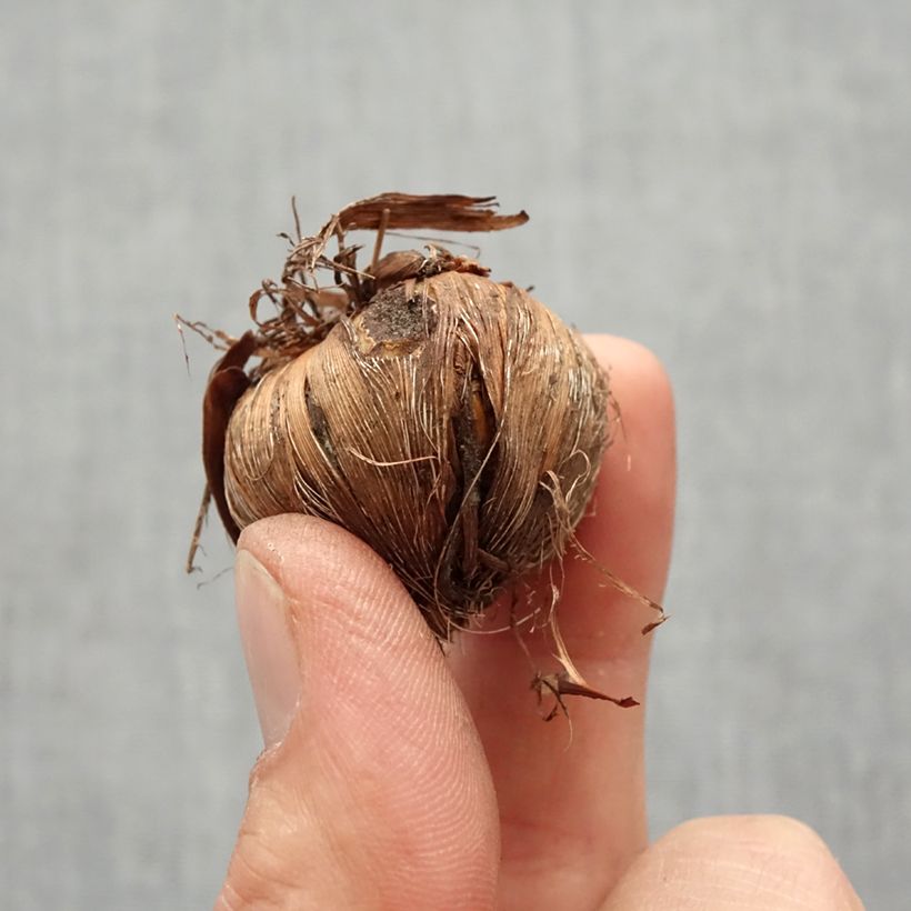 Spécimen de Crocosmia en mélange (petites fleurs) - Montbretia tel que livré au printemps