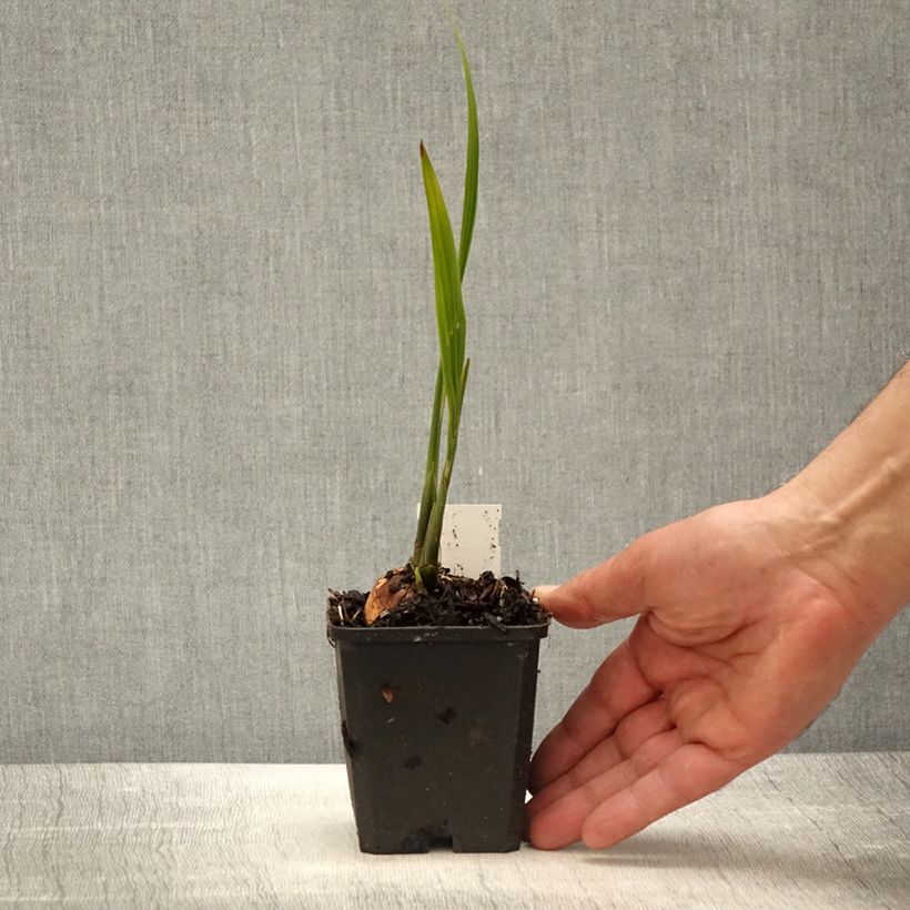 Spécimen de Crocosmia Lucifer - Montbretia rouge écarlate en godet de 8/9 cm tel que livré au printemps