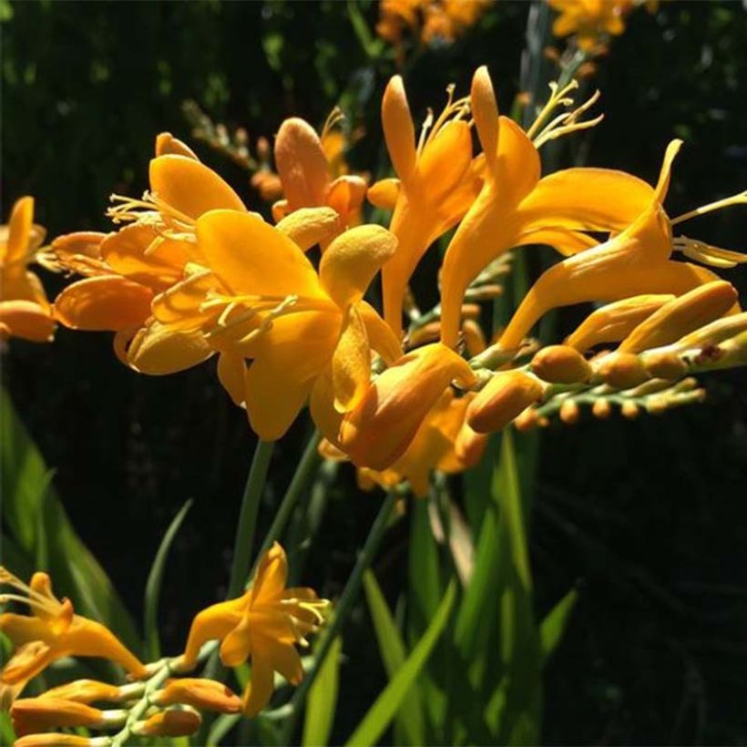 Crocosmia masoniorum Rowallone Yellow (Floraison)