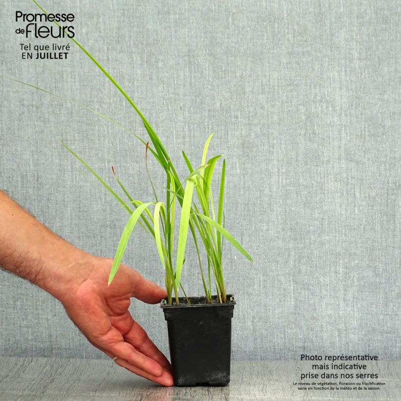 Spécimen de Crocosmia Météore - Montbretia  Godet de 7/8 cm, Godet de 8 cm tel que livré en été