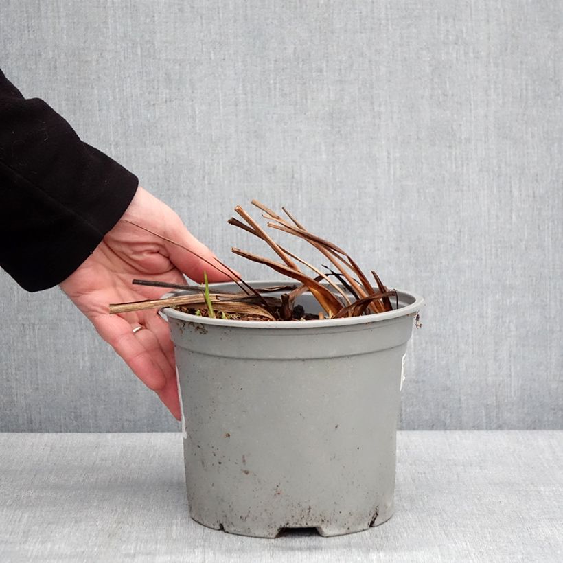 Spécimen de Crocosmia ou montbretia Fire King - Pot de 3L/4L tel que livré en hiver