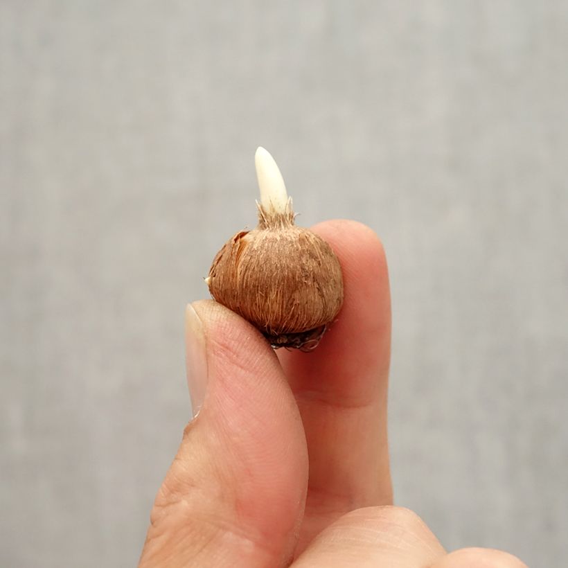 Spécimen de Crocus leonidii Little Amber Bulbe tel que livré en automne
