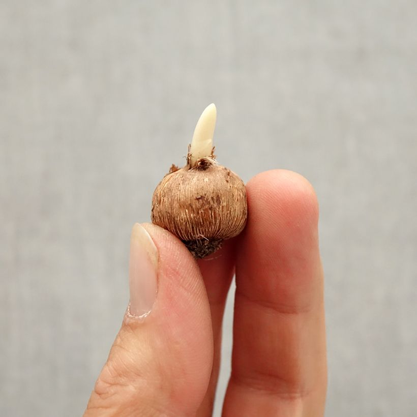 Spécimen de Crocus minimus Bavella Bulbe tel que livré en automne