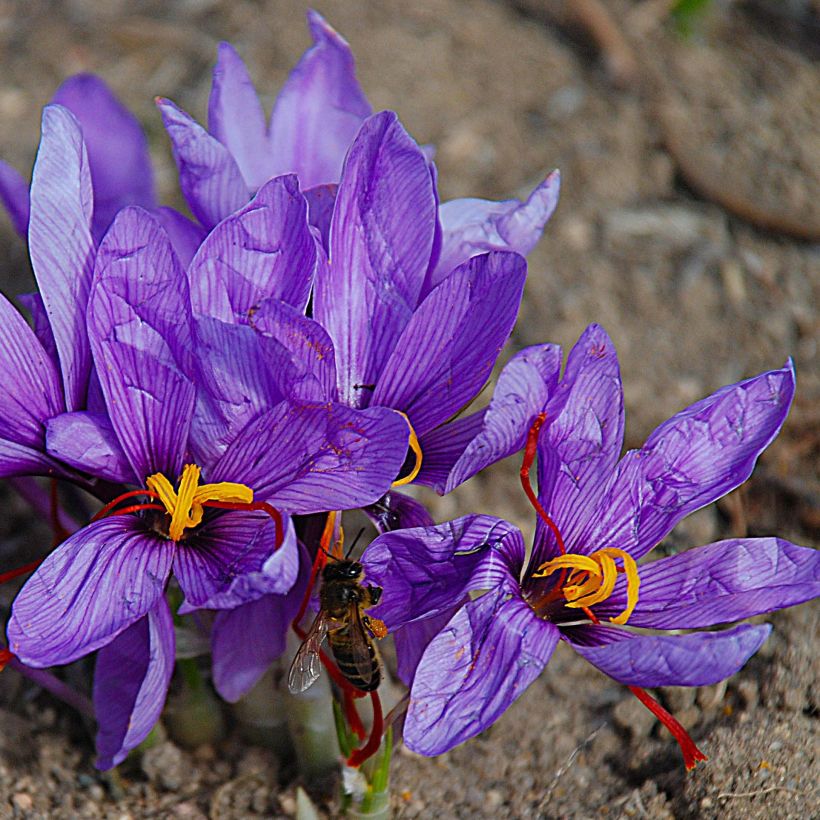 Crocus sativus - Safran (Floraison)