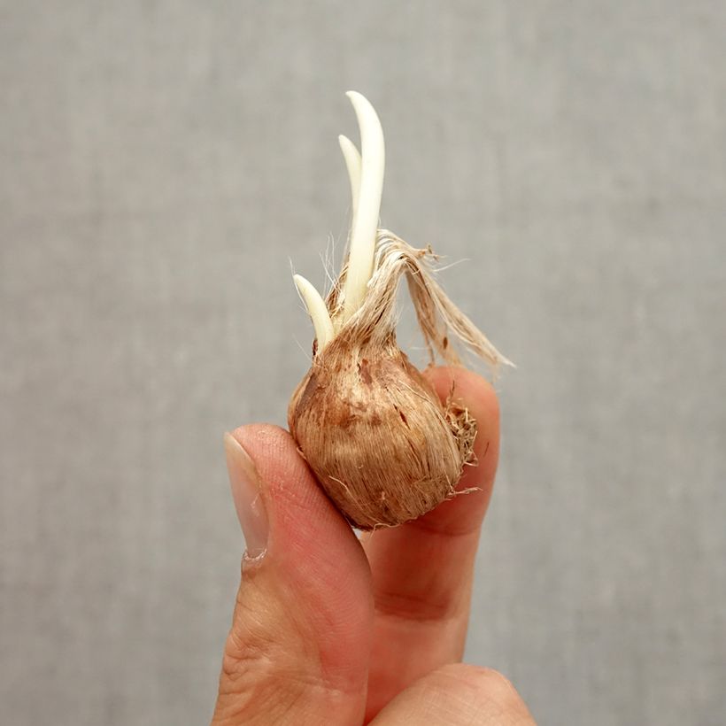 Spécimen de Crocus sativus - Safran Bulbe calibre 8+ tel que livré en automne