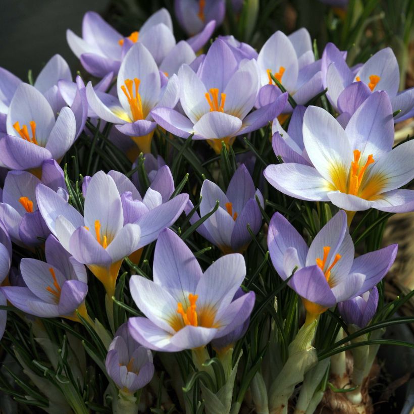 Crocus sieberi Firefly (Floraison)