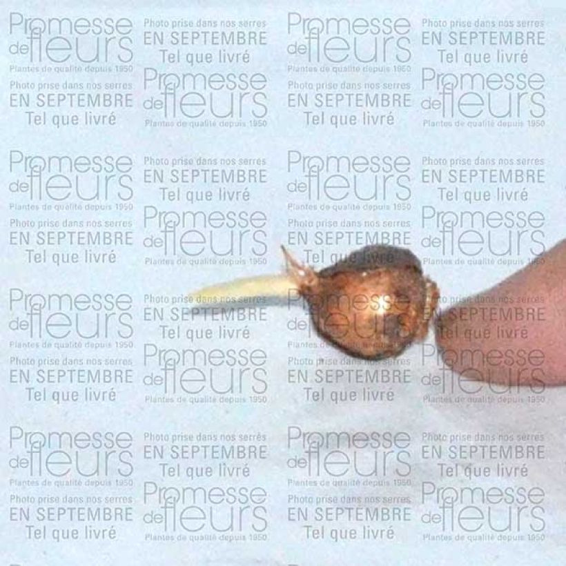 Exemple de spécimen de Crocus Speciosus Albus Bulbe tel que livré