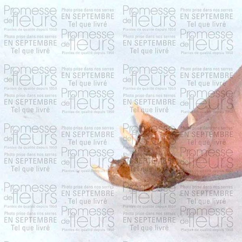 Exemple de spécimen de Crocus speciosus Conquéror Bulbe calibre 5+ tel que livré