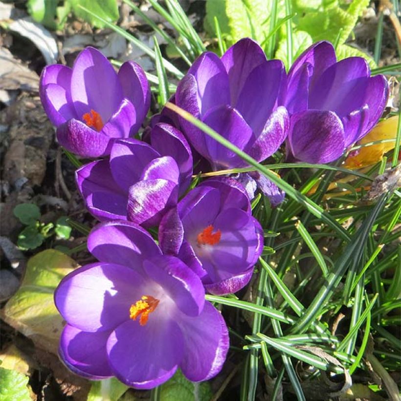 Crocus tommasinianus Ruby Giant (Floraison)