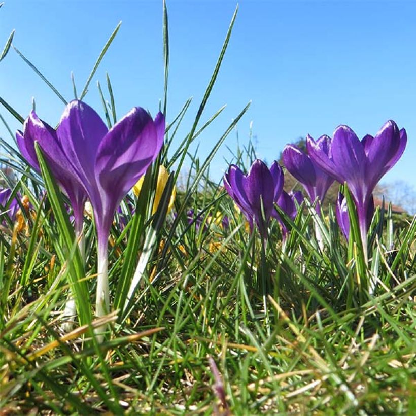 Crocus tommasinianus Ruby Giant (Port)