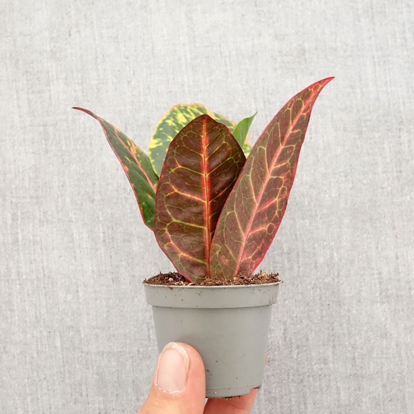Spécimen de Croton Petra - Codiaeum Mini-plante tel que livré au printemps