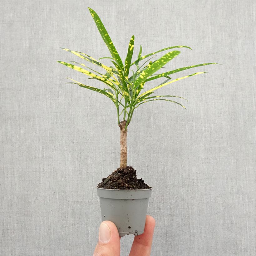 Spécimen de Croton Pictum - Codiaeum Mini-plante tel que livré au printemps