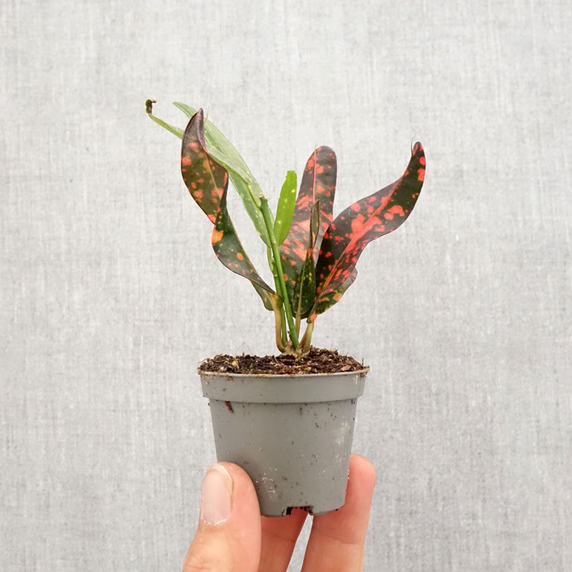 Spécimen de Croton Red Batik - Codiaeum  Mini-plante tel que livré au printemps