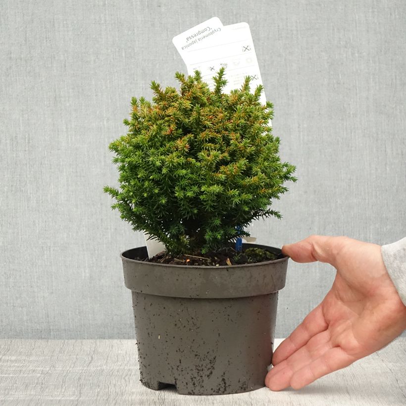 Spécimen de Cryptomeria japonica Compressa en pot de 2/3L tel que livré au printemps