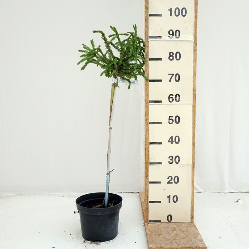 Spécimen de Cryptomeria japonica Dinger - Cèdre du Japon Pot de 4L/5L, Tige de 60 cm tel que livré en été