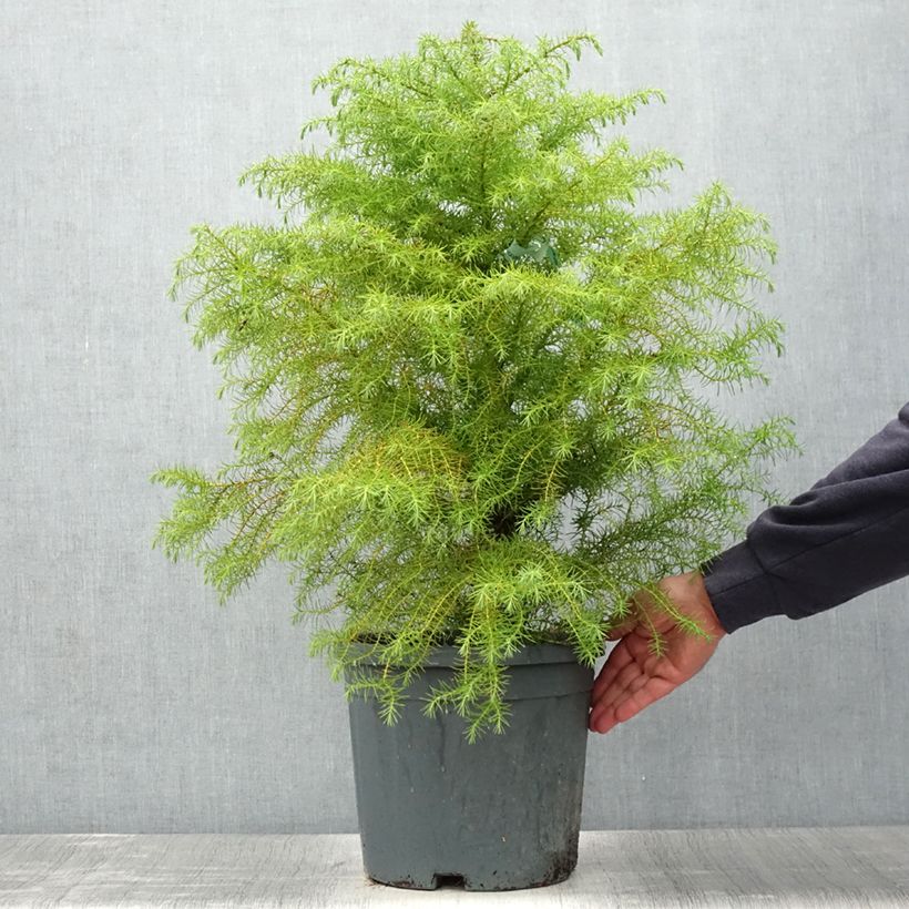 Spécimen de Cryptomeria japonica Elegans - Cèdre du Japon Pot de 7,5L/10L tel que livré en été