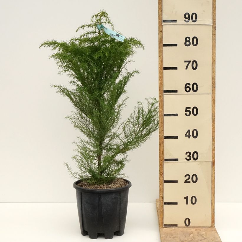 Spécimen de Cryptomeria japonica Elegans - Cèdre du Japon Pot de 7.5L/10L tel que livré au printemps