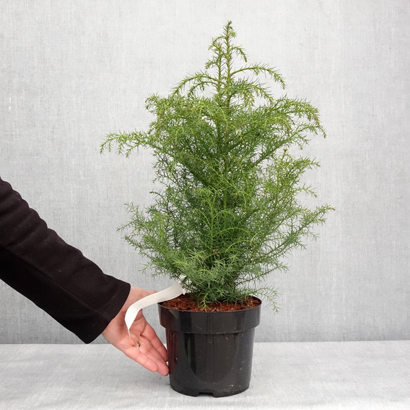 Spécimen de Cryptomeria japonica Elegans Viridis Pot de 2L/3L tel que livré en hiver