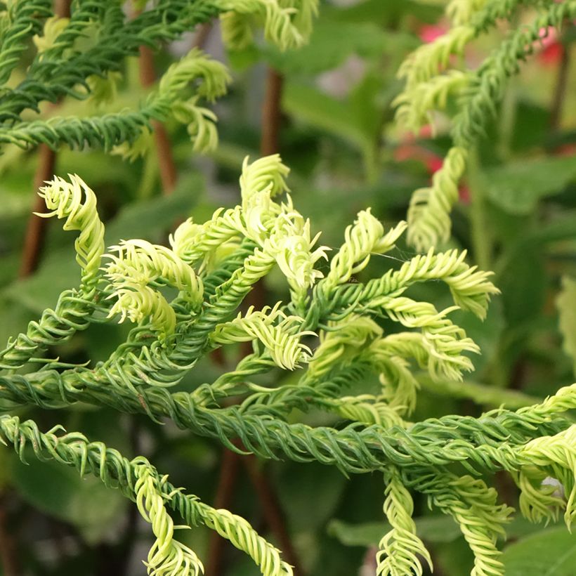 Cryptomeria japonica Kyara Gold - Cèdre du Japon doré (Feuillage)