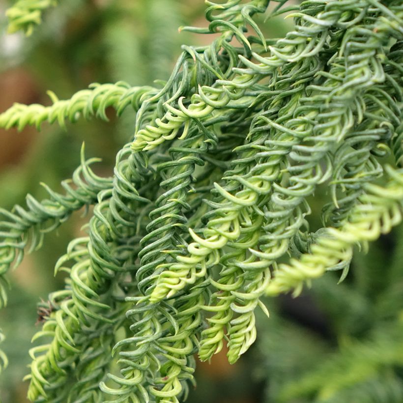 Cryptomeria japonica Kyara Gold - Cèdre du Japon doré (Feuillage)