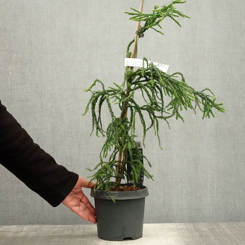 Spécimen de Cryptomeria japonica Kyara Gold - Cèdre du Japon doré Pot de 3L/4L tel que livré en automne