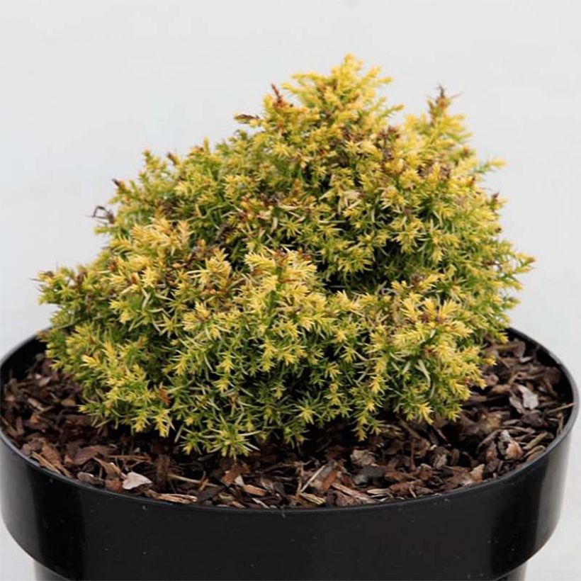 Cryptomeria japonica Twinkle Toes (Feuillage)