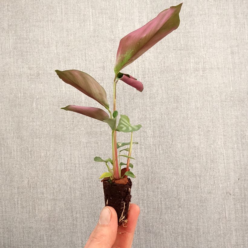 Spécimen de Ctenanthe oppenheimiana Mini-motte Ø 3/4 cm tel que livré au printemps