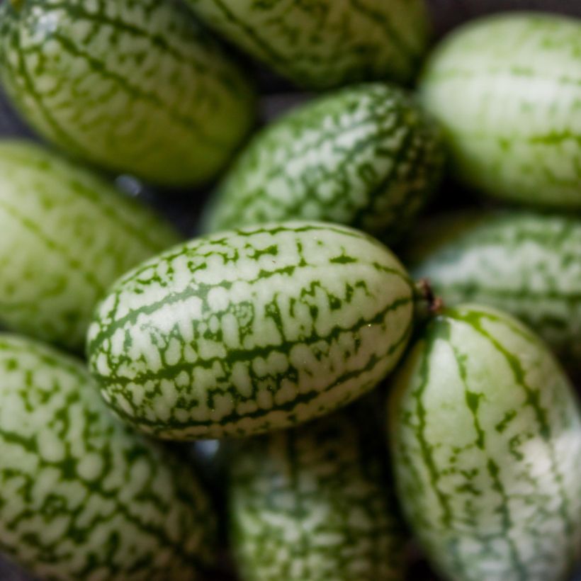 Cucamelon ou Concombre Melon - Melothria scabra (Récolte)