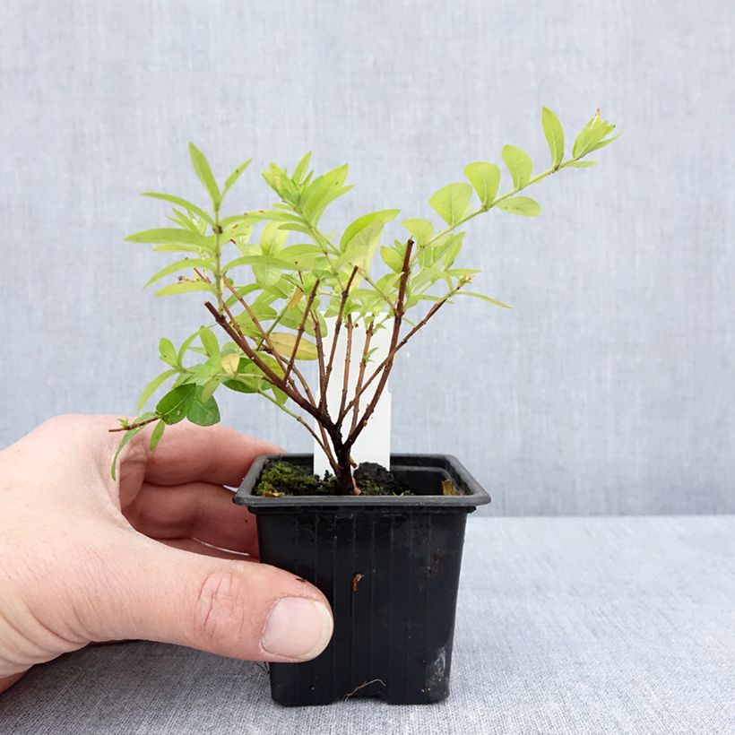 Spécimen de Cuphea hyssopifolia Purple - Fausse bruyère, Etoile du Mexique en godet 8/9cm tel que livré au printemps