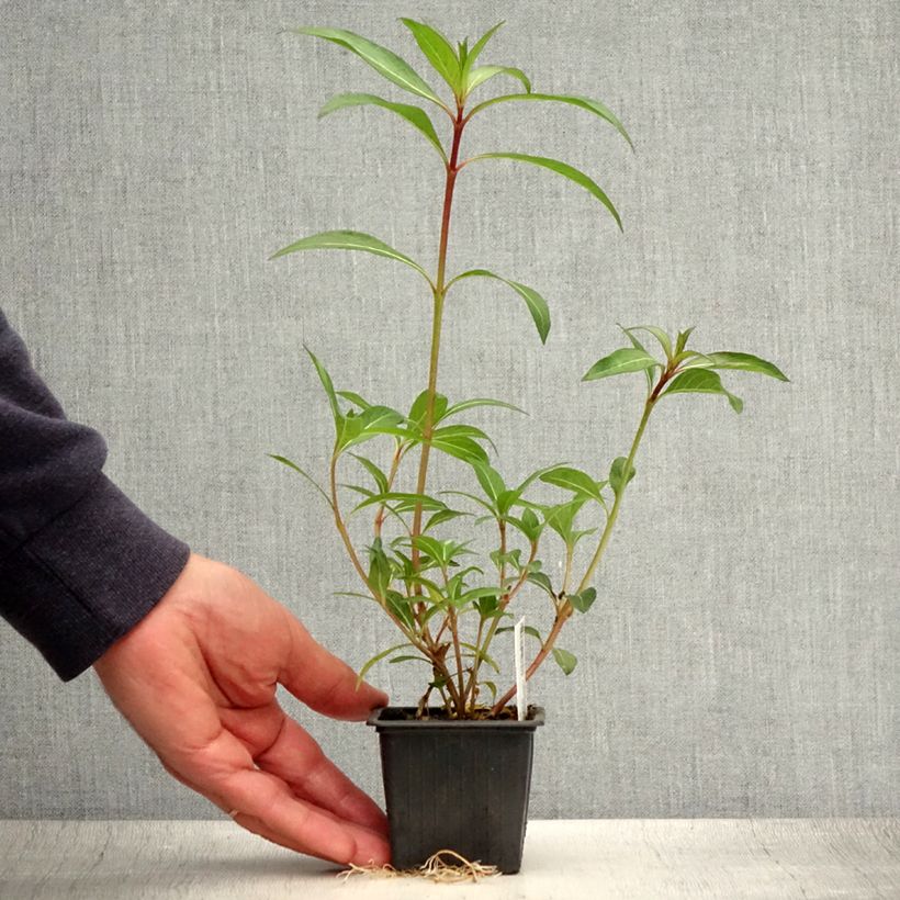 Spécimen de Cuphea micropetala - Plante cigarette Godet de 8/9 cm tel que livré en été
