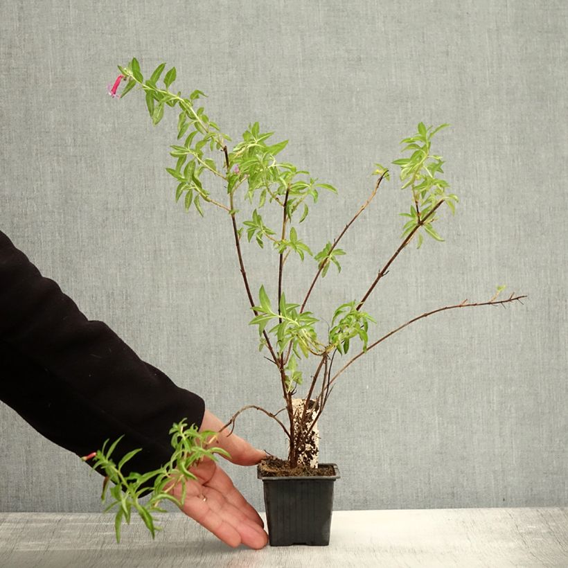 Spécimen de Cuphea Twinkle Pink - Plante cigarette Godet de 8/9 cm tel que livré en automne