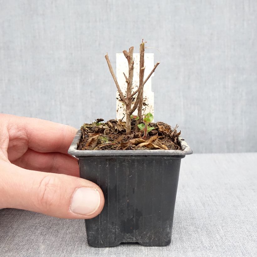 Spécimen de Cuphea Twinkle Pink - Plante cigarette - Godet de 8/9 cm tel que livré au printemps