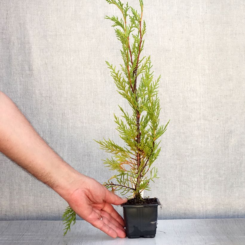 Spécimen de Cupressocyparis Leylandii 2001 - Cyprès de Leyland Godet de 8/9 cm tel que livré en été