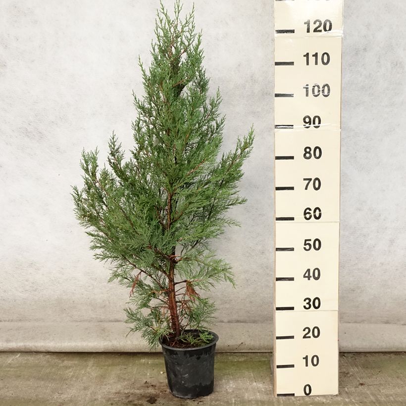 Spécimen de Cupressocyparis Leylandii 2001 - Cyprès de Leyland Pot de 4L/5L tel que livré en été