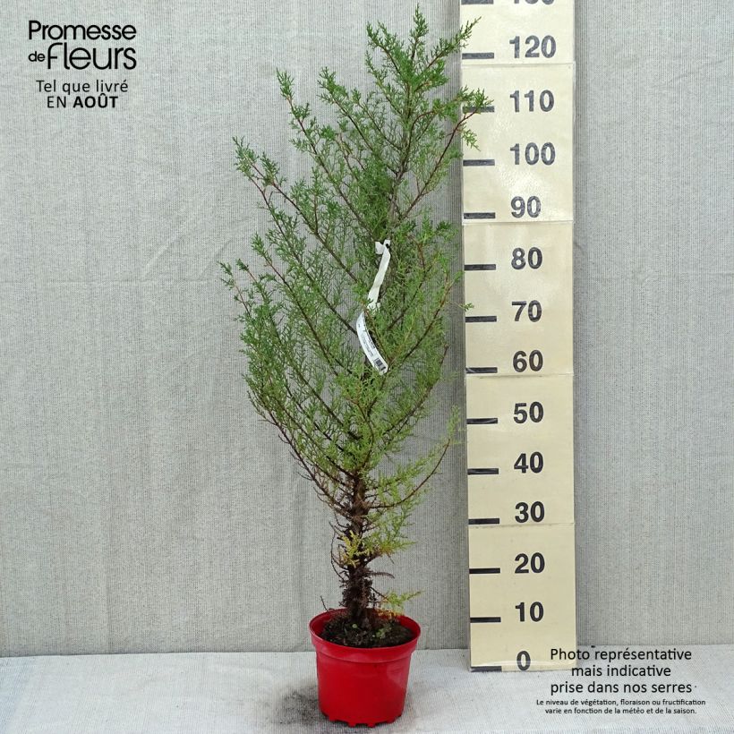 Spécimen de Cupressus macrocarpa - Cyprès de Lambert  Pot de 2L/3L tel que livré en été