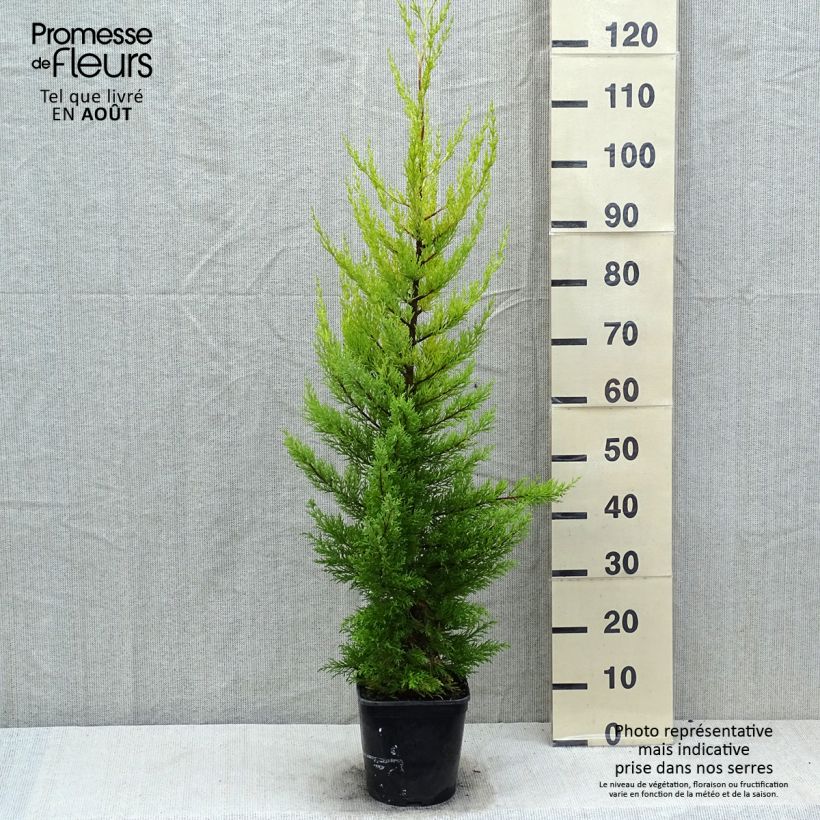 Spécimen de Cupressus macrocarpa Goldcrest - Cyprès de Lambert Pot de 4L/5L tel que livré en été
