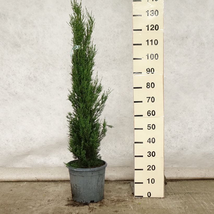 Spécimen de Cupressus sempervirens Stricta - Cyprès d'Italie Pot de 7,5L/10L tel que livré en été