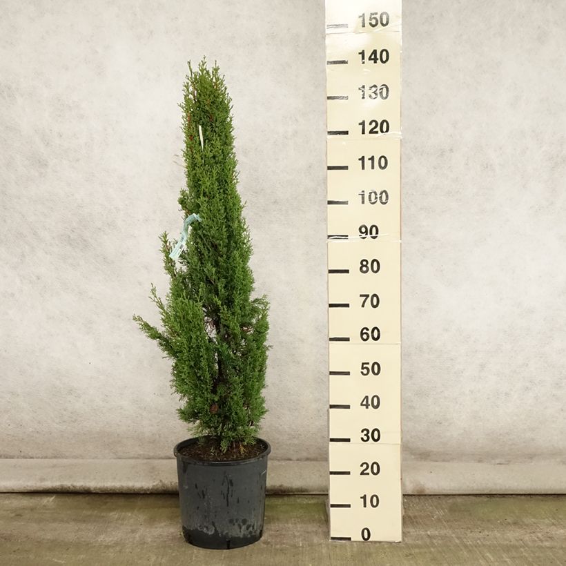 Spécimen de Cupressus sempervirens Totem - Cyprès de Florence Pot de 7,5L/10L tel que livré en été