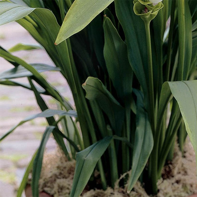 Curcuma alismatifolia White - Tulipe du Siam (Feuillage)