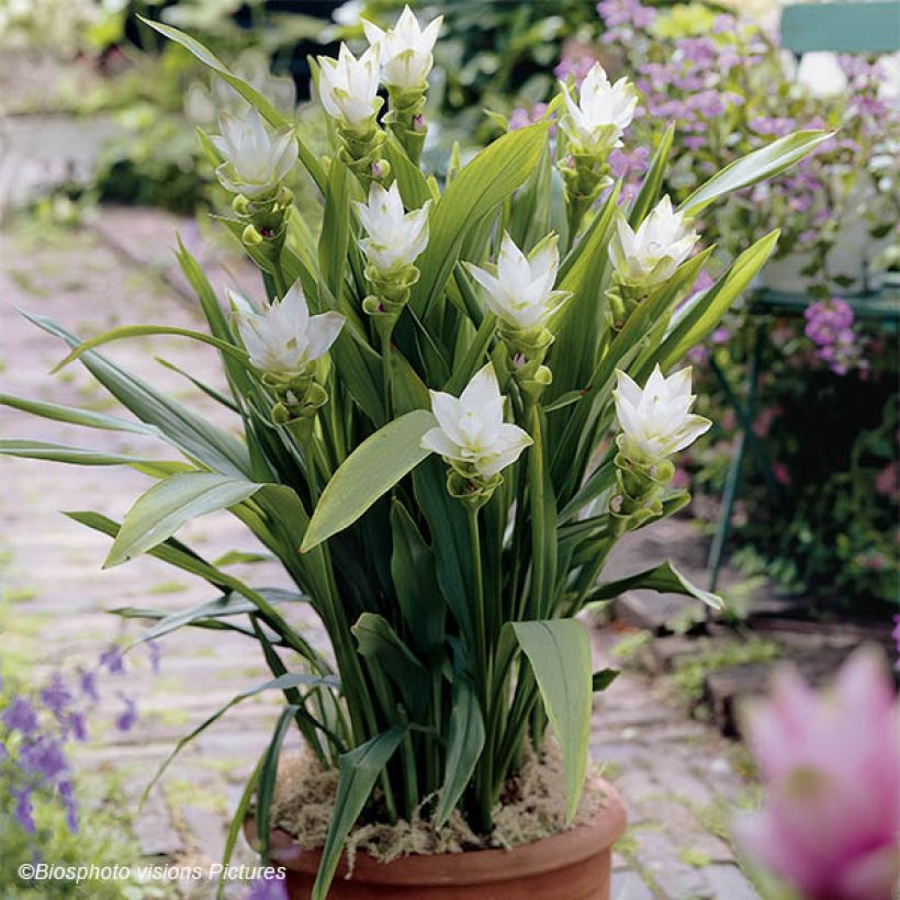 Curcuma alismatifolia White - Tulipe du Siam (Port)