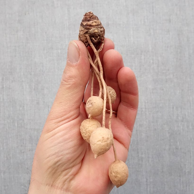 Spécimen de Curcuma alismatifolia White - Tulipe du Siam Bulbe tel que livré au printemps