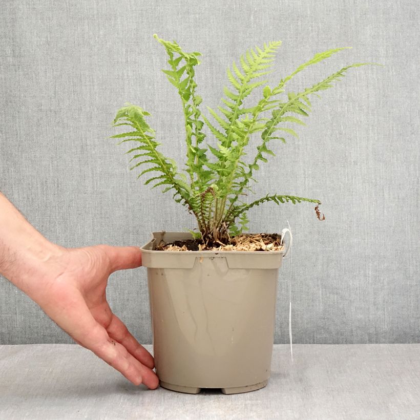 Spécimen de Cyathea cooperi - Fougère arborescente Pot de 2L/3L tel que livré en été