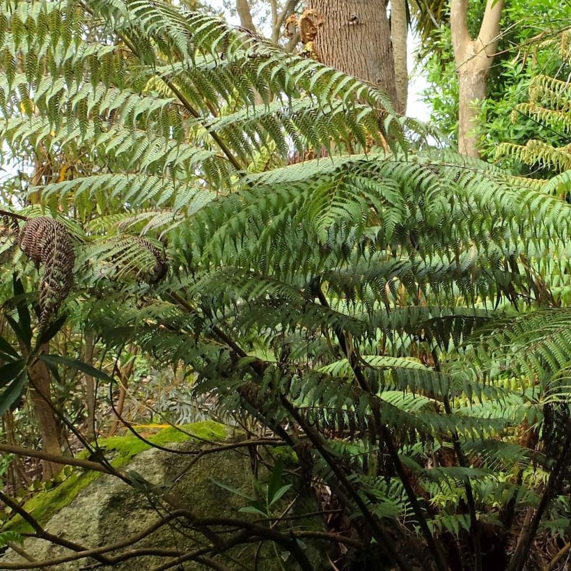 Cyathea dealbata - Fougère arborescente (Feuillage)