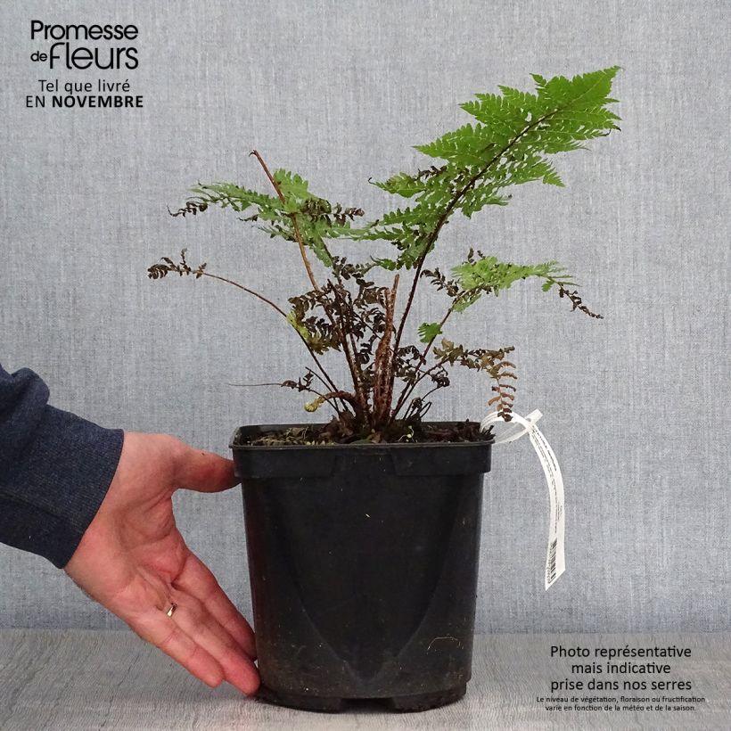 Spécimen de Cyathea dealbata - Fougère arborescente Pot de 2L/3L tel que livré en automne