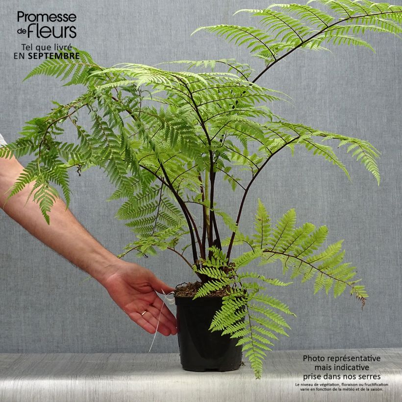 Spécimen de Cyathea medullaris - Fougère arborescente Pot de 2L/3L tel que livré en automne