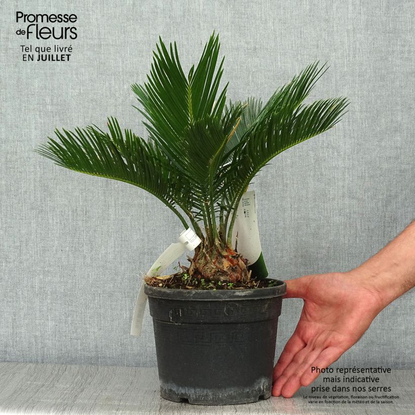Spécimen de Cycas revoluta - Cycas du Japon Pot de 2L/3L tel que livré en été