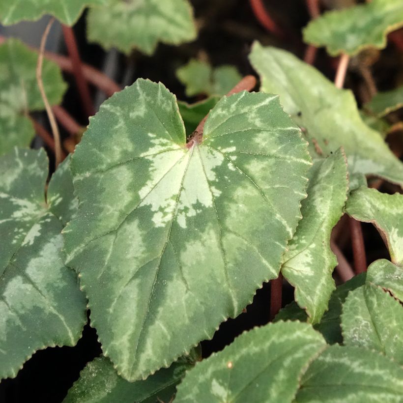 Cyclamen de Naples rose (Feuillage)