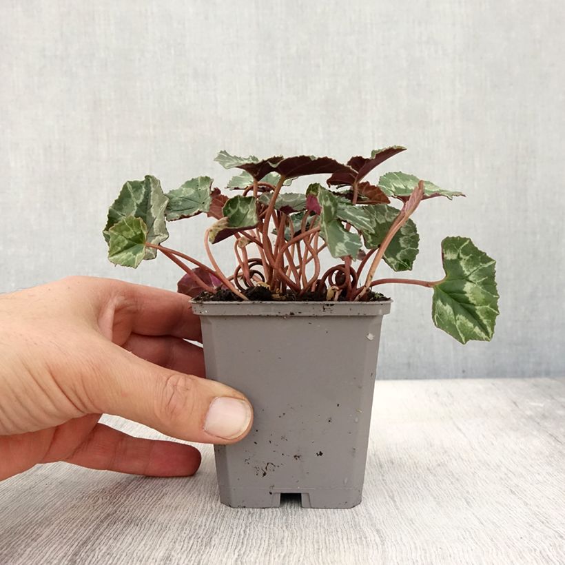 Spécimen de Cyclamen de Naples rose godet tel que livré en automne
